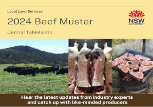 CT - AG - 2024 Beef Muster - Flyer_FINAL 2